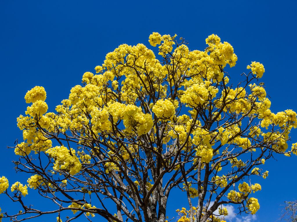 Ipê Amarelo