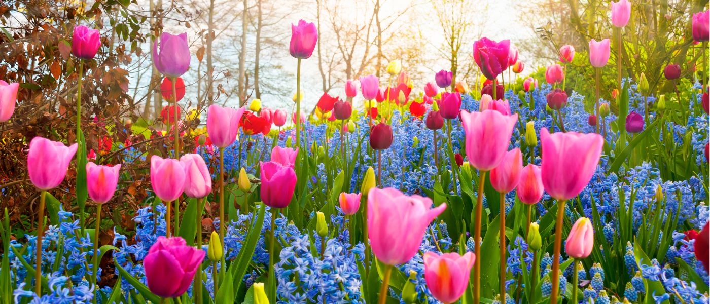 Plantas de Sol e Sombra